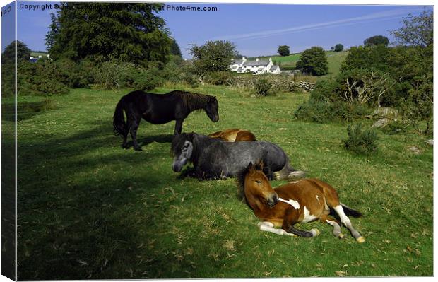 JST3074 Dartmoor Ponies Canvas Print by Jim Tampin