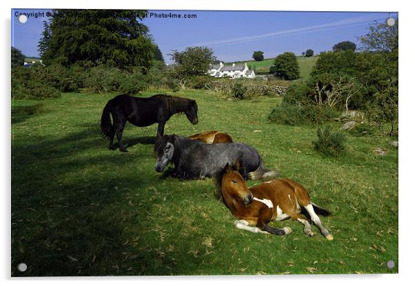 JST3074 Dartmoor Ponies Acrylic by Jim Tampin