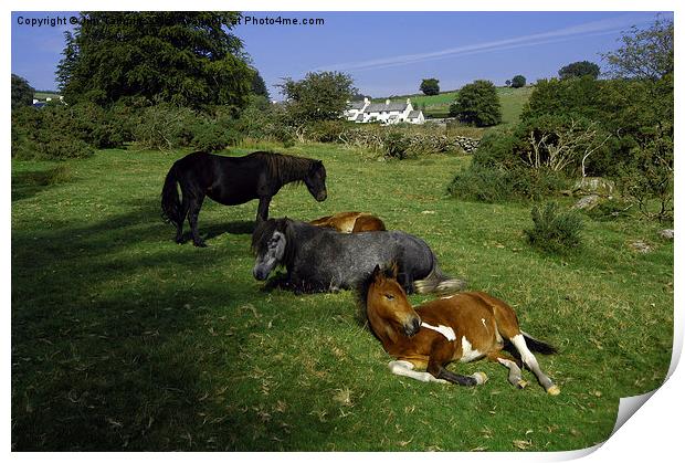 JST3074 Dartmoor Ponies Print by Jim Tampin