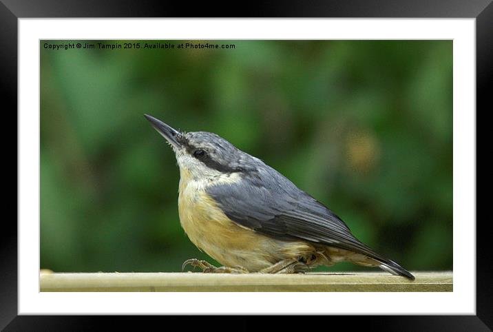 JST3065 Nuthatch Framed Mounted Print by Jim Tampin