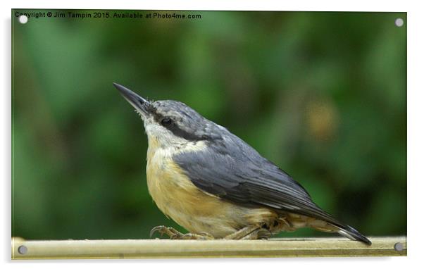 JST3065 Nuthatch Acrylic by Jim Tampin