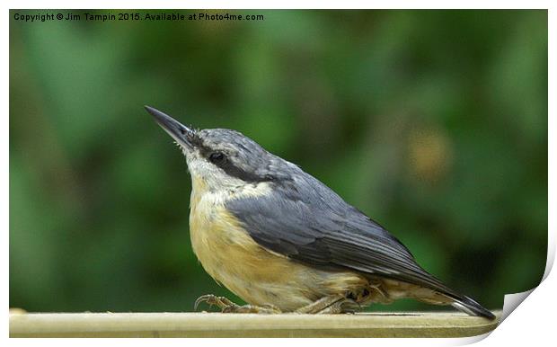 JST3065 Nuthatch Print by Jim Tampin