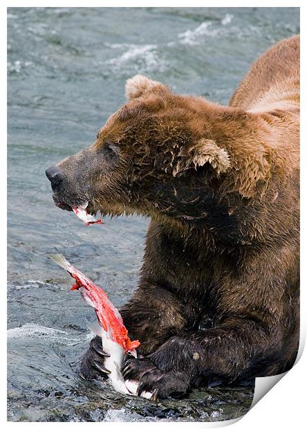 Large Bear eating Salmon on Brooks Falls Print by Sharpimage NET