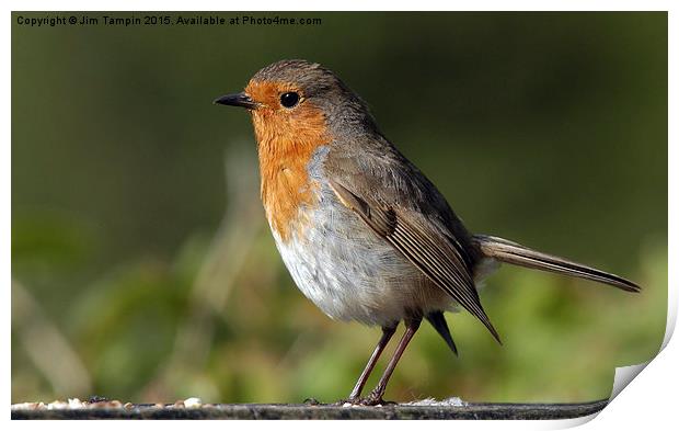 JST3089 The Robin Print by Jim Tampin