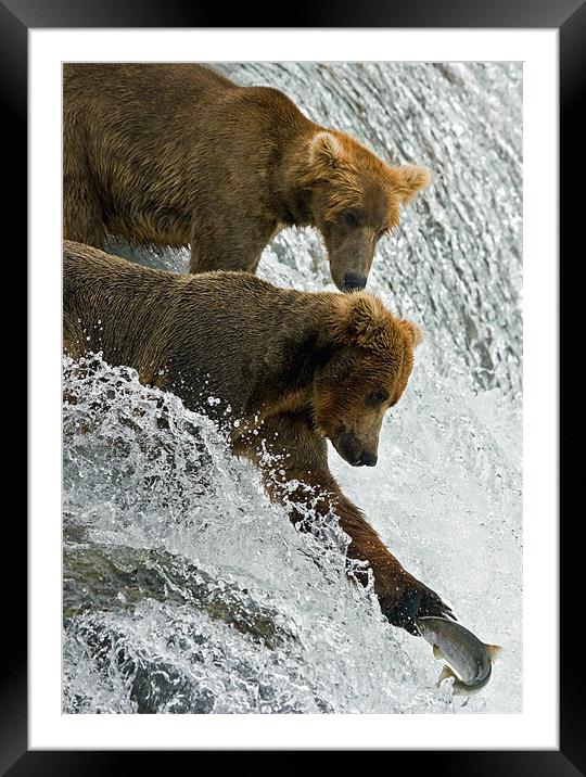 Bears fishing on Brooks Falls Framed Mounted Print by Sharpimage NET