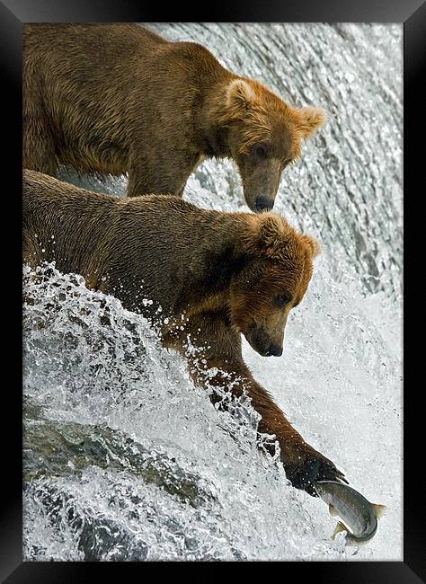 Bears fishing on Brooks Falls Framed Print by Sharpimage NET