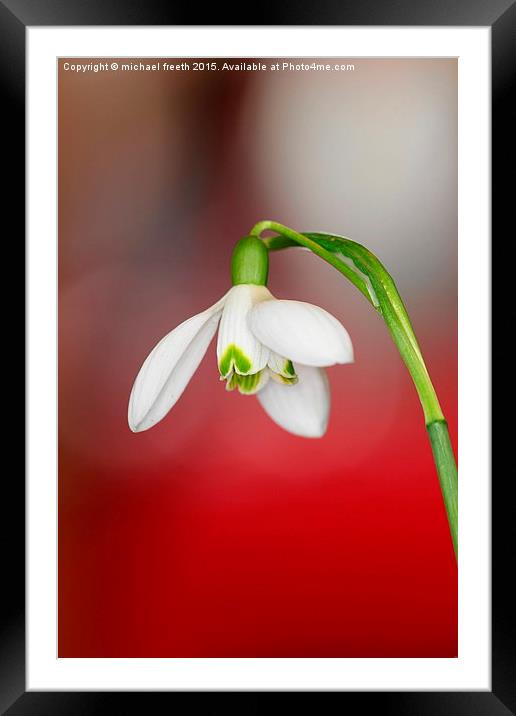  Snowdrop Framed Mounted Print by michael freeth