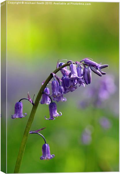  Bluebell Canvas Print by michael freeth