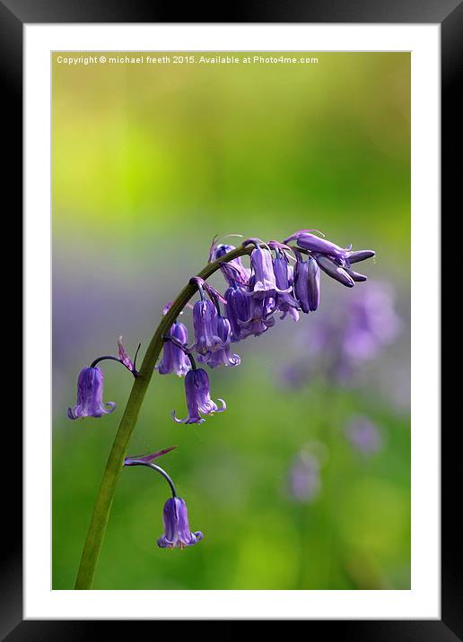  Bluebell Framed Mounted Print by michael freeth