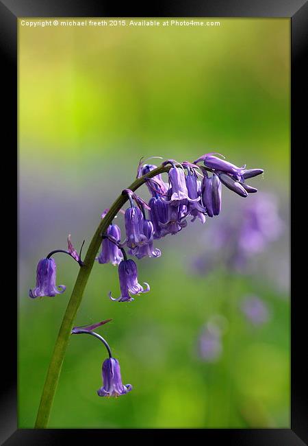  Bluebell Framed Print by michael freeth