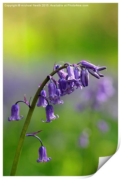  Bluebell Print by michael freeth