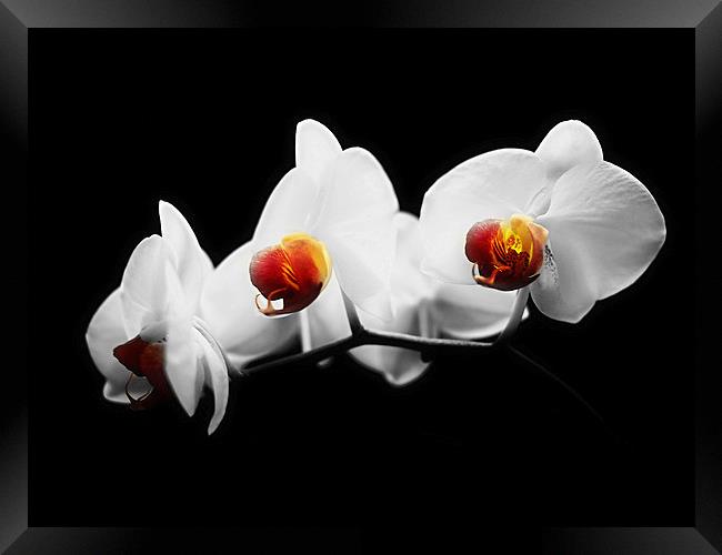  Orchid Trio Framed Print by Louise Godwin