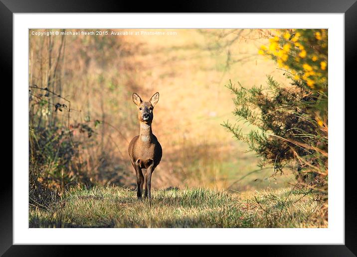  Roe deer Framed Mounted Print by michael freeth