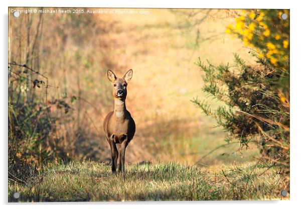  Roe deer Acrylic by michael freeth