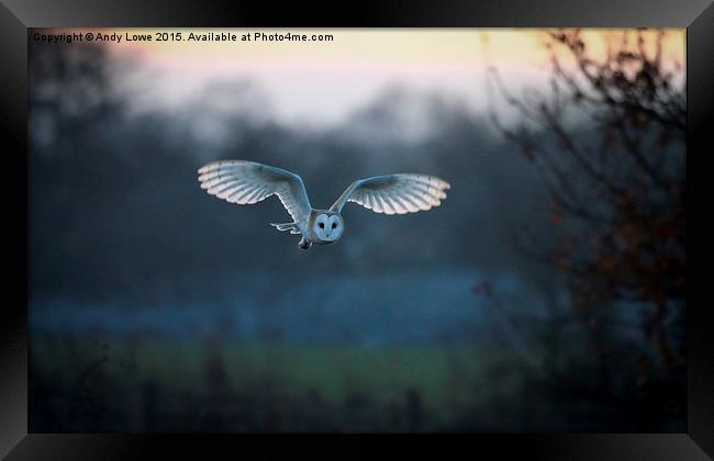  Barn Owl at Dusk Framed Print by Gypsyofthesky Photography