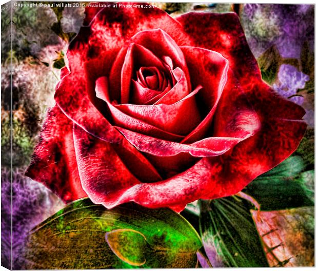  THE ROSE Canvas Print by paul willats