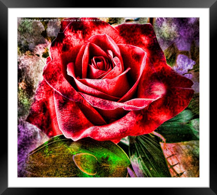  THE ROSE Framed Mounted Print by paul willats