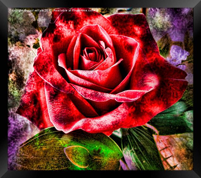  THE ROSE Framed Print by paul willats