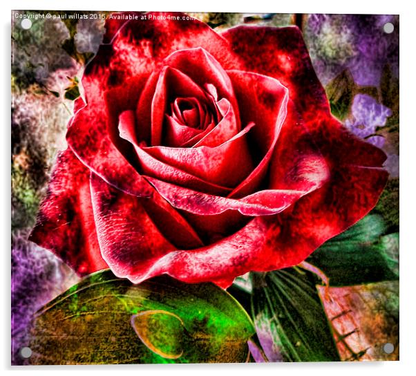 THE ROSE Acrylic by paul willats