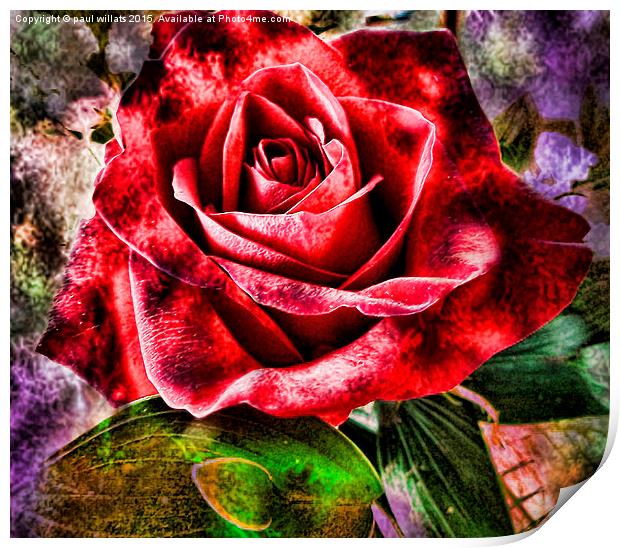  THE ROSE Print by paul willats