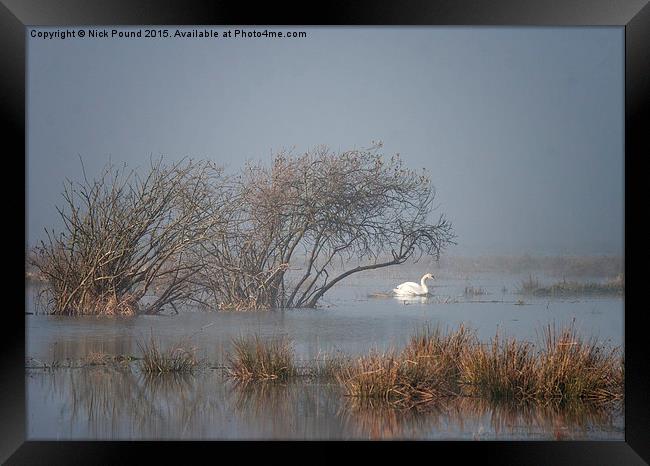  Lone Swan Framed Print by Nick Pound