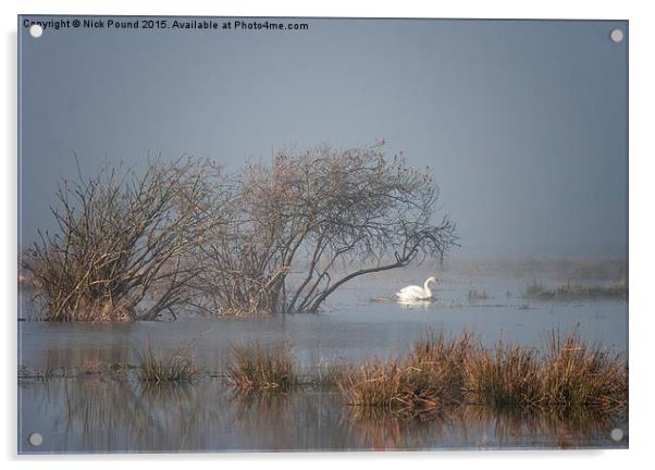  Lone Swan Acrylic by Nick Pound