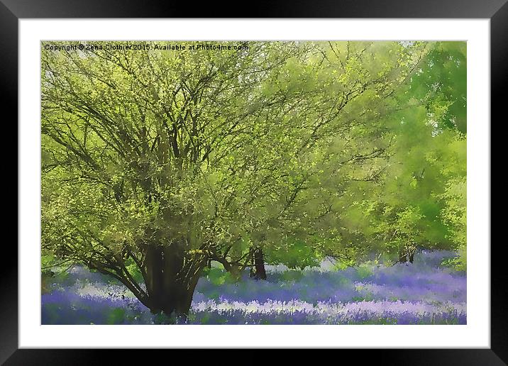  Painted bluebells :) Framed Mounted Print by Zena Clothier