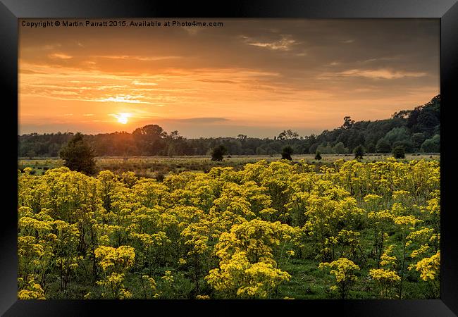 Sunset Over Yellow Ragwort Framed Print by Martin Parratt