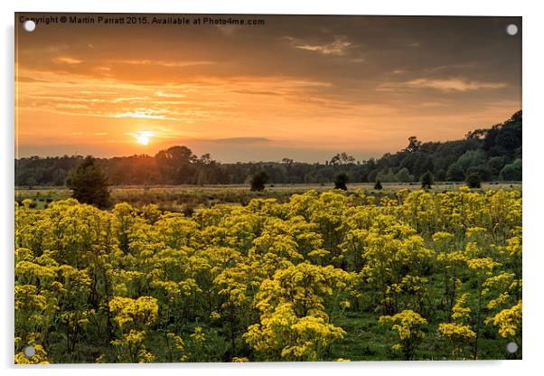 Sunset Over Yellow Ragwort Acrylic by Martin Parratt
