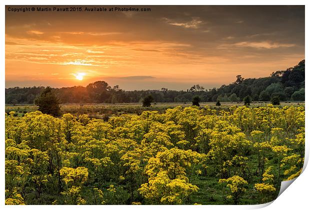 Sunset Over Yellow Ragwort Print by Martin Parratt