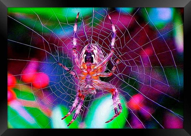  A spider of a different kind. Framed Print by Catherine Cross