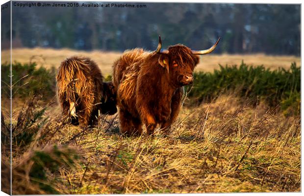  Highland cow and her calf Canvas Print by Jim Jones