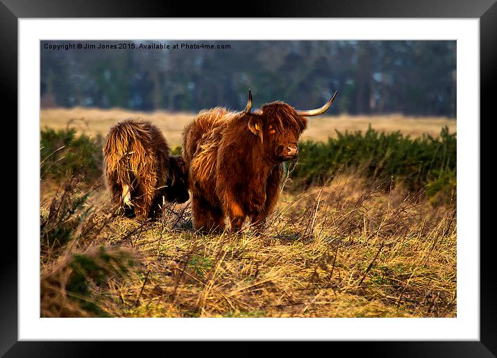  Highland cow and her calf Framed Mounted Print by Jim Jones