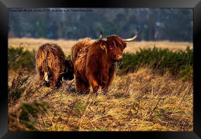  Highland cow and her calf Framed Print by Jim Jones