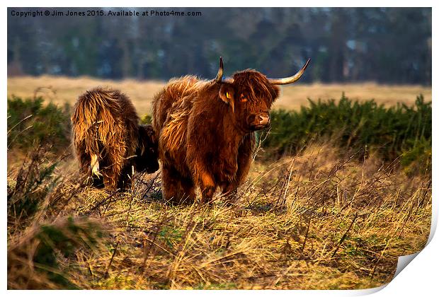  Highland cow and her calf Print by Jim Jones