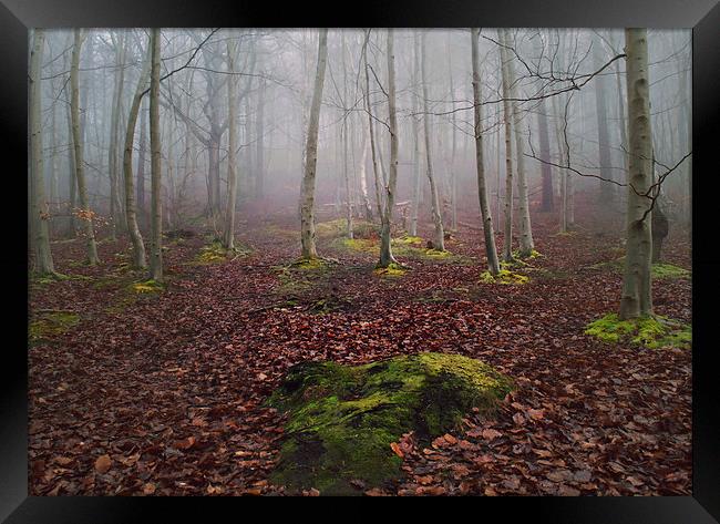  Foggy woodland Framed Print by Dawn Cox