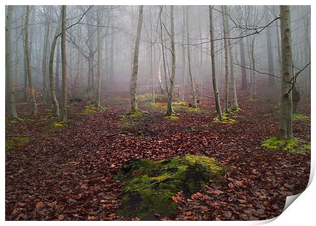  Foggy woodland Print by Dawn Cox