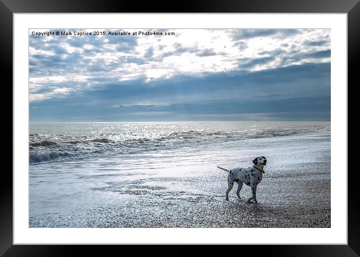  A dog's life Framed Mounted Print by Mark Caplice