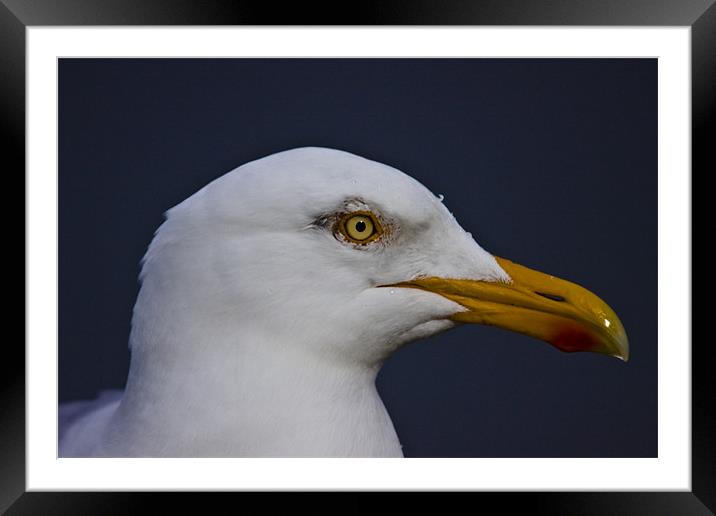 Herring gull portrait Framed Mounted Print by Gabor Pozsgai