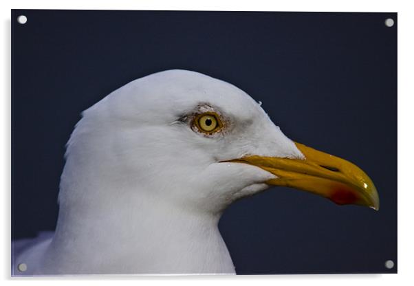 Herring gull portrait Acrylic by Gabor Pozsgai