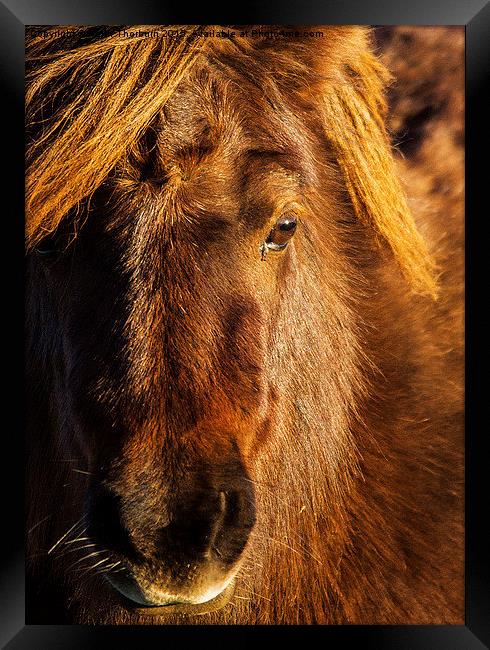 Shetland Pony Framed Print by Keith Thorburn EFIAP/b