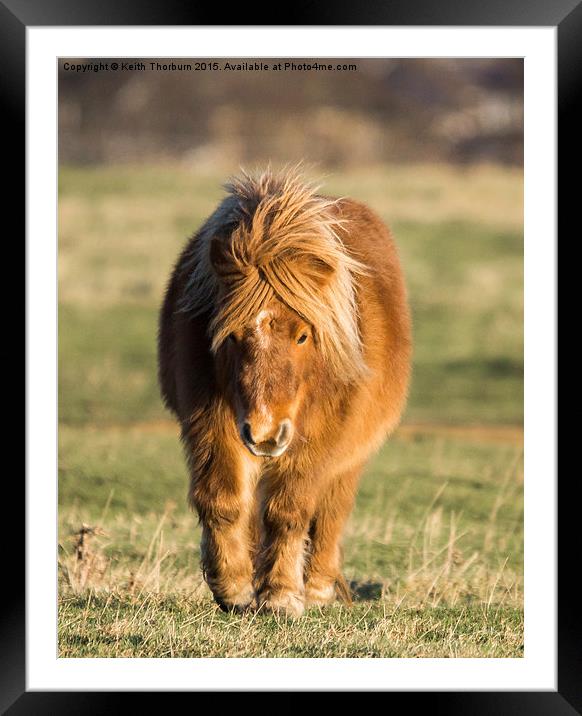 Shetland Pony Framed Mounted Print by Keith Thorburn EFIAP/b