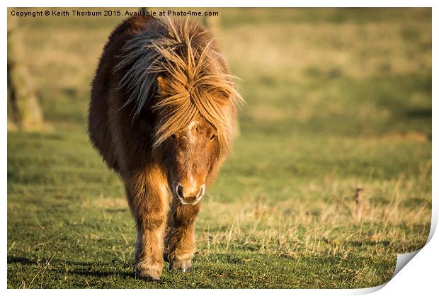 Shetland Pony Print by Keith Thorburn EFIAP/b