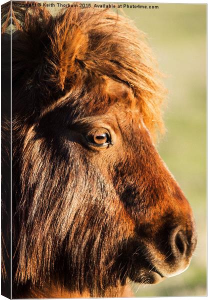 Shetland Pony Canvas Print by Keith Thorburn EFIAP/b