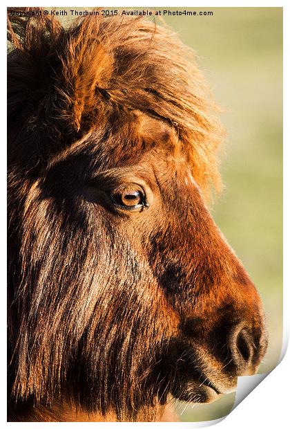 Shetland Pony Print by Keith Thorburn EFIAP/b