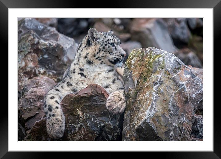 Snow Leopard Framed Mounted Print by Andy McGarry