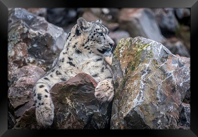 Snow Leopard Framed Print by Andy McGarry