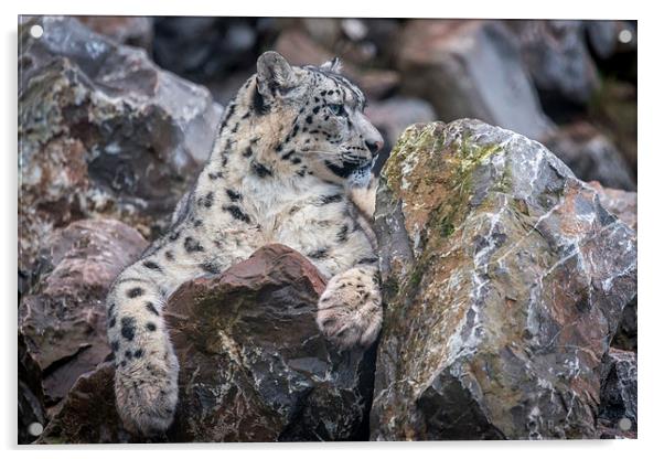 Snow Leopard Acrylic by Andy McGarry