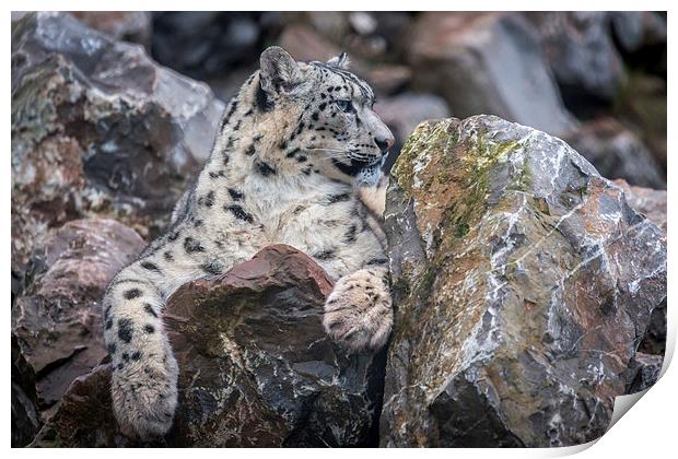 Snow Leopard Print by Andy McGarry