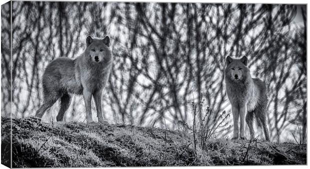  Arctic Wolves in Blue Canvas Print by Andy McGarry